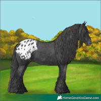 Horse Color:Black Appaloosa Rabicano 
