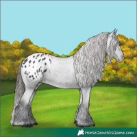 Horse Color:Black Appaloosa Rabicano 