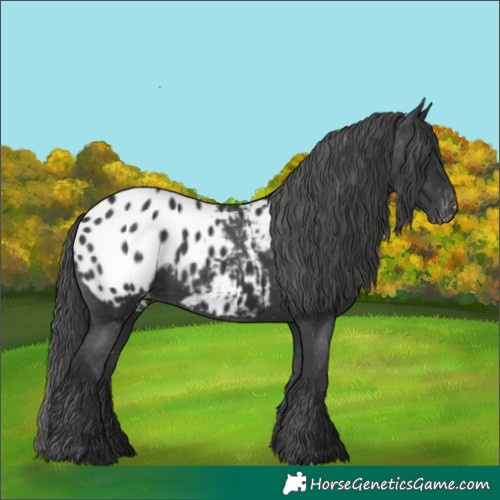 Horse Color:Black Appaloosa Rabicano 