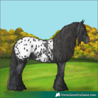 Horse Color:Black Appaloosa Rabicano 