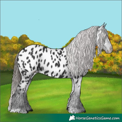 Horse Color:Black Appaloosa Rabicano 