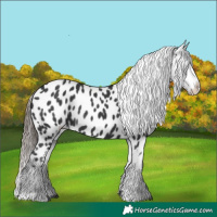 Horse Color:Black Near Leopard Rabicano 