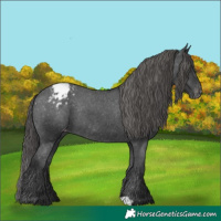 Horse Color:Black Appaloosa Rabicano 