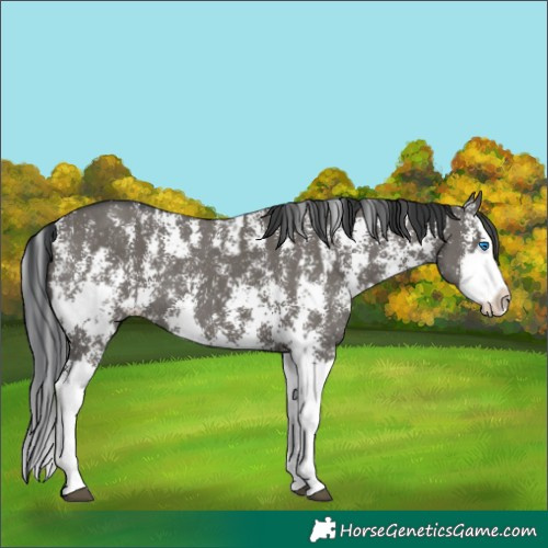 Horse Color:Grullo Sabino Splash  and Grullo Sabino Splash 