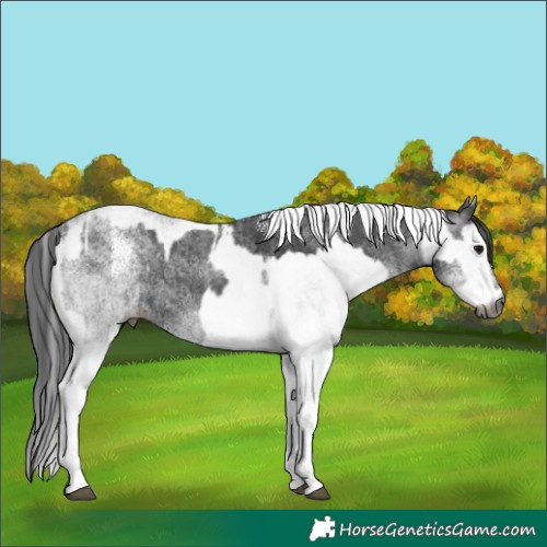 Horse Color:Gray White Spotted Black  and Gray White Spotted Black 