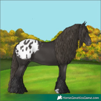 Horse Color:Smoky Black Appaloosa 