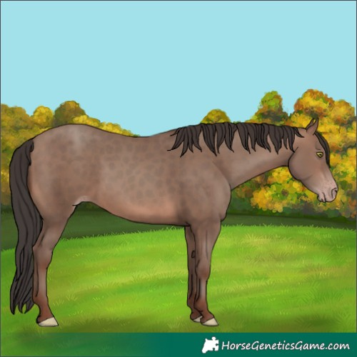 Horse Color:White Spotted Sable Champagne 