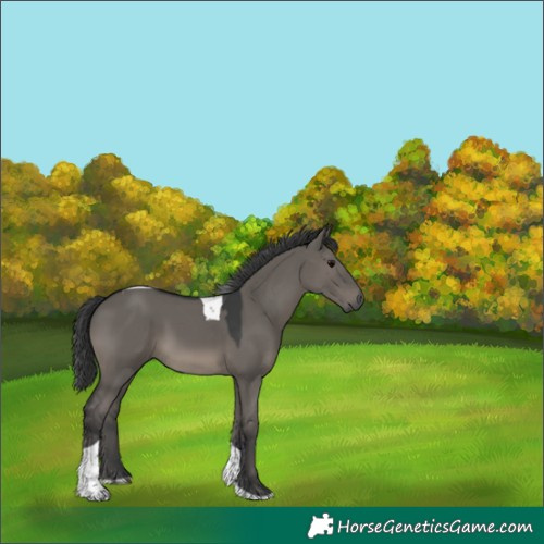 Horse Color:Grullo Tobiano 