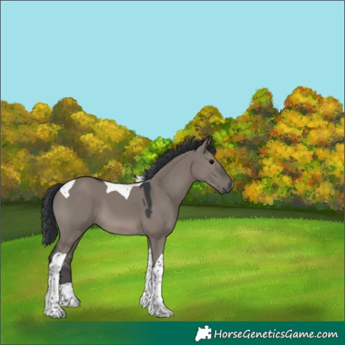 Horse Color:Grullo Tobiano 