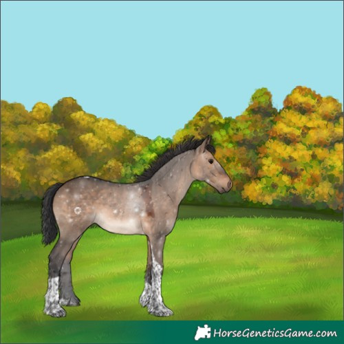 Horse Color:Brown Dun Tobiano 