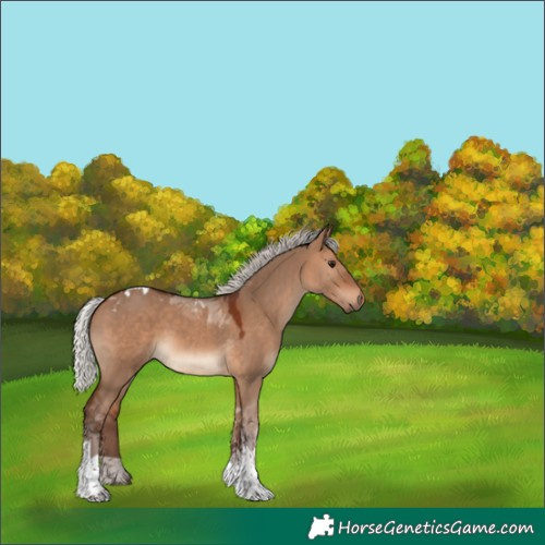 Horse Color:Silver Bay Dun Tobiano 