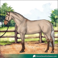 Horse Color:Silver Brown Dun Appaloosa 