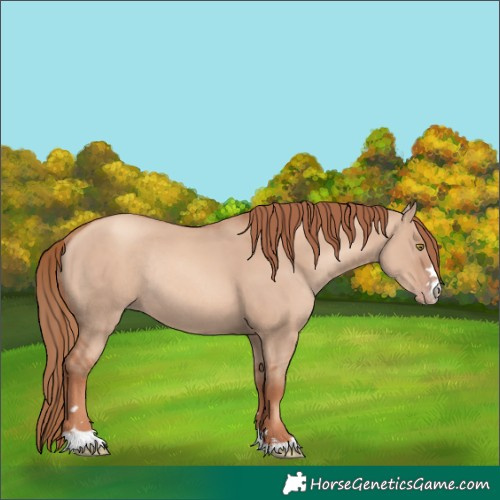 Horse Color:Gold Champagne Dun Rabicano 