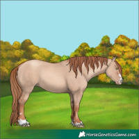 Horse Color:Gold Champagne Dun Rabicano