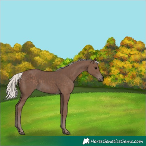 Horse Color:Silver Black