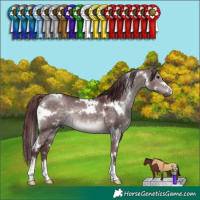 Horse Color:Platinum White Spotted Chocolate Brown Dun 