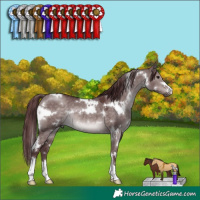 Horse Color:Platinum White Spotted Chocolate Brown Dun