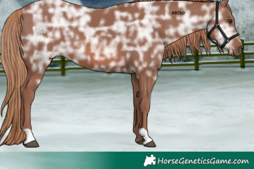 Horse Color:Chestnut Ice 