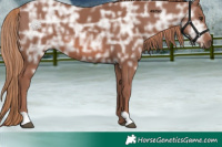 Horse Color:Chestnut Ice 