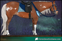 Horse Color:White Spotted Silver Bay Tobiano Rabicano 
