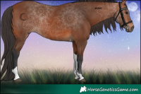 Horse Color:Bay Tobiano 