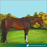 Horse Color:Bay Tobiano 