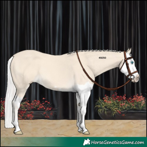 Horse Color:Cremello Splash  and Cremello Splash 
