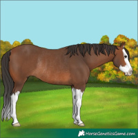 Horse Color:Bay Splash Rabicano