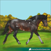 Horse Color:White Spotted Brown Tobiano Rabicano 