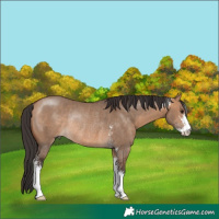 Horse Color:Bay Dun Sabino Rabicano 