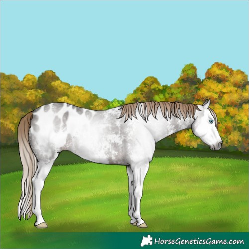 Horse Color:Gray Liver Chestnut Sabino Splash Near Leopard 