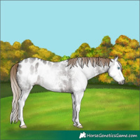Horse Color:Gray Liver Chestnut Sabino Splash Appaloosa 