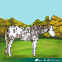 Horse Color:Gray Liver Chestnut Sabino Splash Appaloosa 