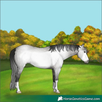 Horse Color:Gray Grullo Frame 