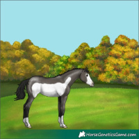 Horse Color:Gray Grullo Frame