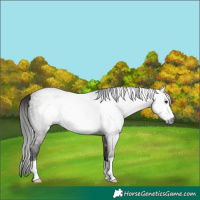 Horse Color:Gray Grullo Frame 