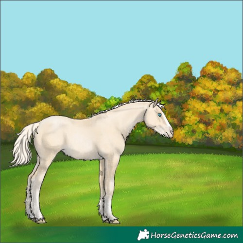 Horse Color:Cremello Splash  and Palomino Pearl Splash 