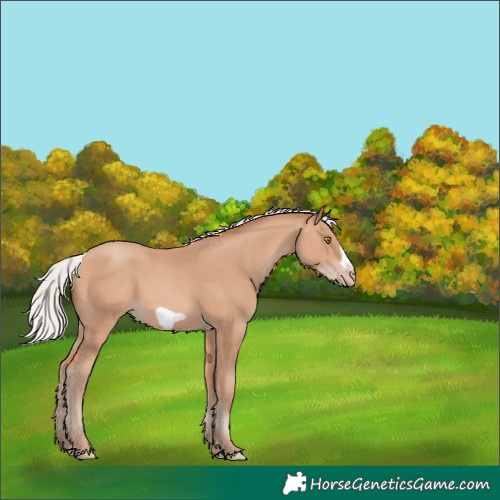 Horse Color:Silver Amber Champagne Frame 