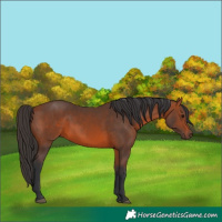 Horse Color:Bay 