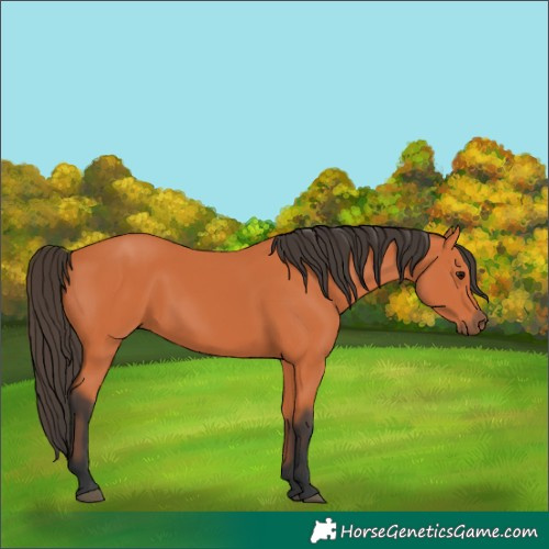 Horse Color:Bay 