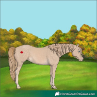 Horse Color:Perlino