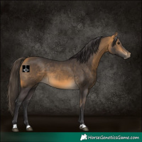 Horse Color:Buckskin