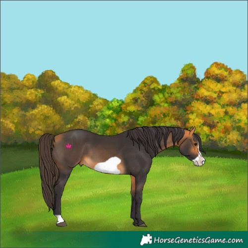 Horse Color:Buckskin Frame 