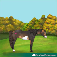 Horse Color:Buckskin Frame 