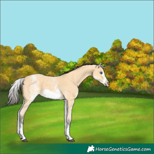 Horse Color:White Spotted Buckskin Sabino Frame 
