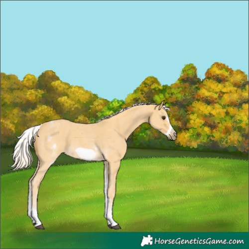 Horse Color:White Spotted Palomino Sabino Frame 