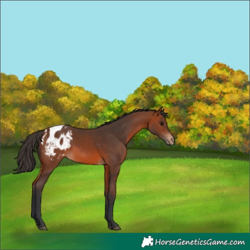 Horse Color:Bay Blanket