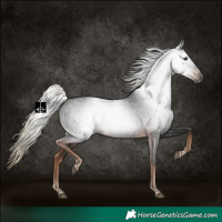 Horse Color:Gray Liver Chestnut Rabicano 