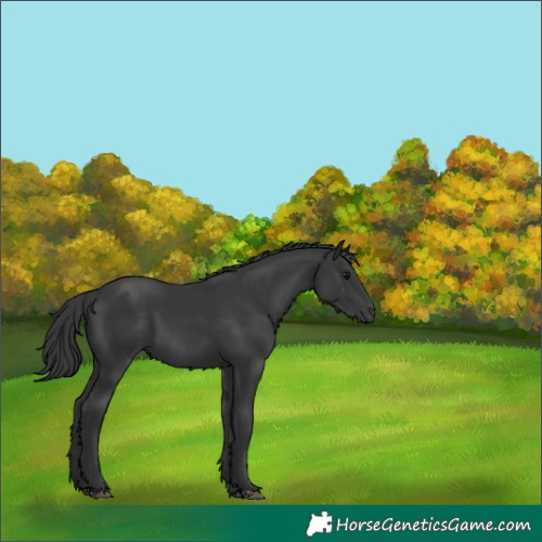 Horse Color:Black 