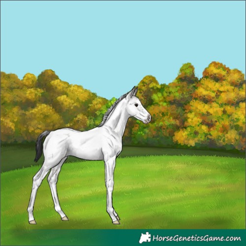 Horse Color:Grullo Sabino Tobiano Frame